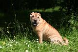 SHAR-PEI 965